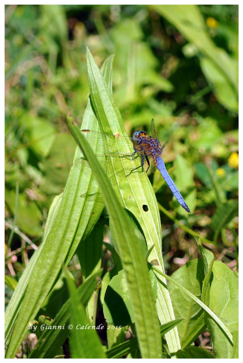 Orthetrum coerulescens